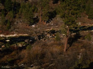 Root Beer Falls