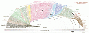 Evolutionary Genealogy Chart