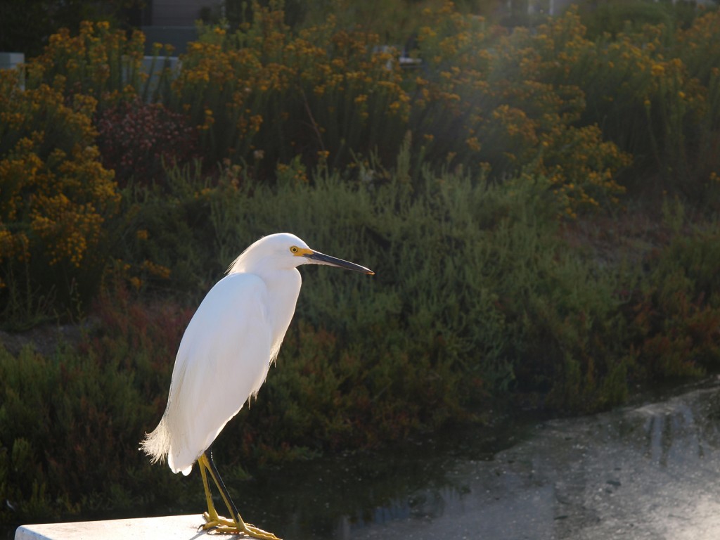 Venice, Los Angeles, California