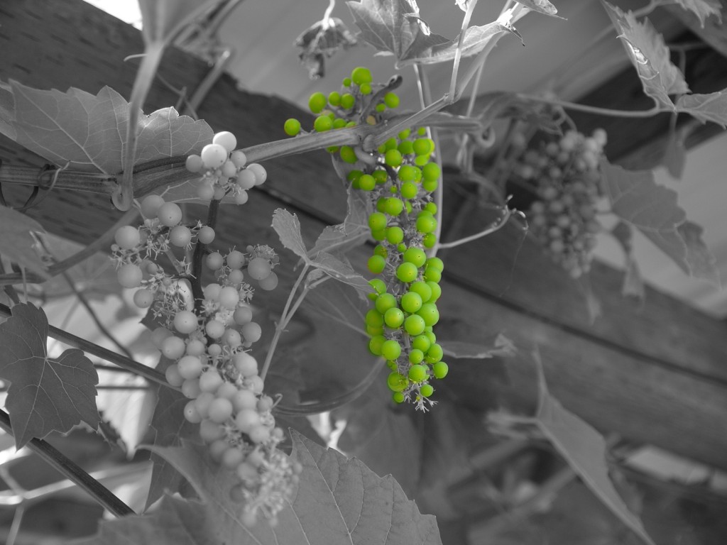 Black and White Grapes